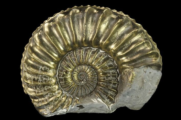 Pyritized (Pleuroceras) Ammonite Fossil - Germany #131127